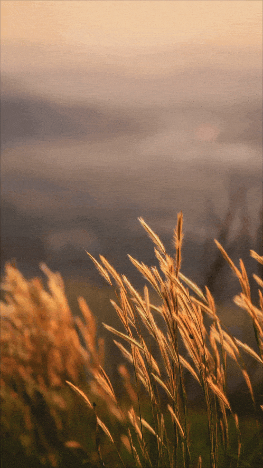 GIFS1080x1920px2-ezgif.com-optimize